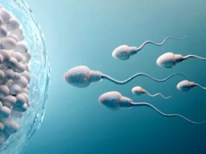 Son araştırma erkekleri derinden üzecek! Koronavirüsün testislerde uzun 