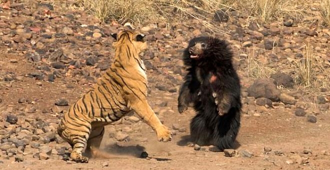 Tam 30 dakika sürdü! Doğanın en ölümcül kavgasında beklenmedik son galerisi resim 1