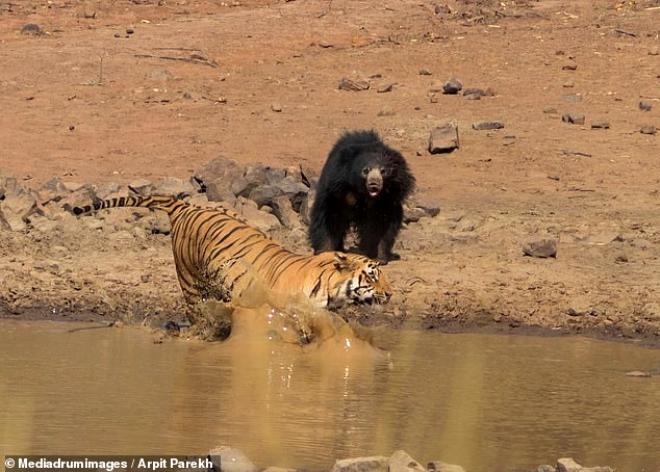 Tam 30 dakika sürdü! Doğanın en ölümcül kavgasında beklenmedik son galerisi resim 11