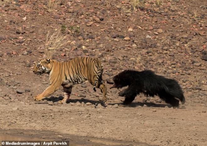 Tam 30 dakika sürdü! Doğanın en ölümcül kavgasında beklenmedik son galerisi resim 3