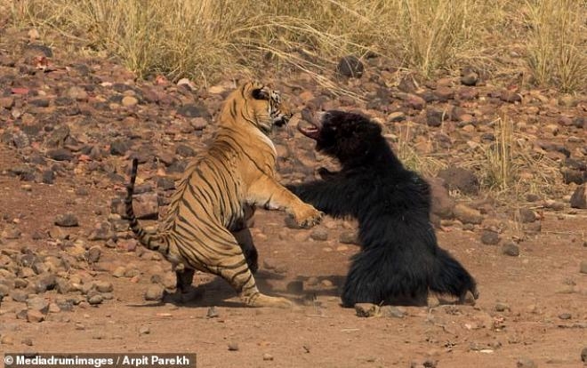 Tam 30 dakika sürdü! Doğanın en ölümcül kavgasında beklenmedik son galerisi resim 4