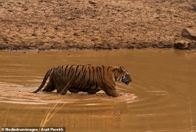 Tam 30 dakika sürdü! Doğanın en ölümcül kavgasında beklenmedik son galerisi resim 6