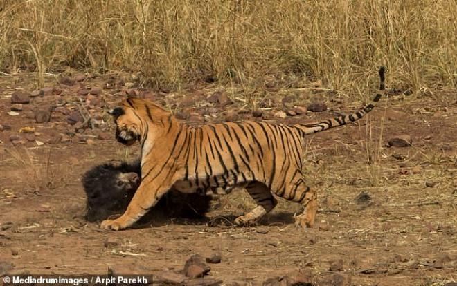 Tam 30 dakika sürdü! Doğanın en ölümcül kavgasında beklenmedik son galerisi resim 8