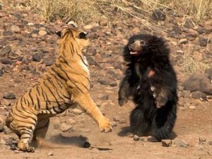 Tam 30 dakika sürdü! Doğanın en ölümcül kavgasında beklenmedik son