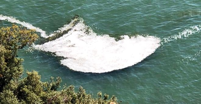 Bir anda köpürmeye başladı! Can çekişiyor! galerisi resim 1