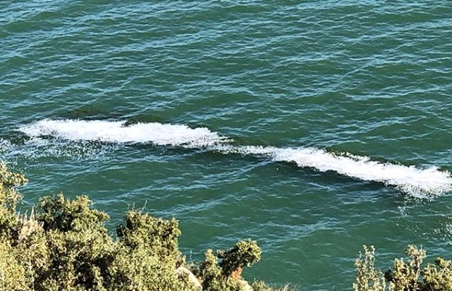 Bir anda köpürmeye başladı! Can çekişiyor! galerisi resim 7