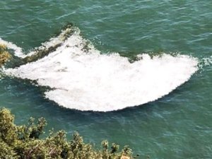 Bir anda köpürmeye başladı! Can çekişiyor!