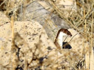 Kışın beyaz, yazın kahverengiye bürünüyorlar! Nesli tükenmekte olan geli