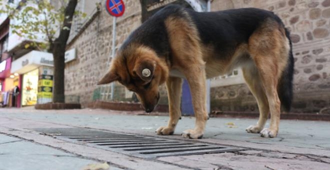 Her gün aynı yere gözünü dikip bakıyordu! "Mazgal Köpek" nöbet galerisi resim 6