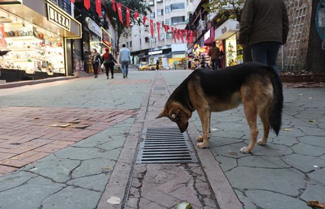 Her gün aynı yere gözünü dikip bakıyordu! "Mazgal Köpek" nöbet galerisi resim 8
