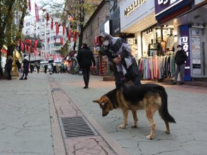 Her gün aynı yere gözünü dikip bakıyordu! "Mazgal Köpek" nöbet