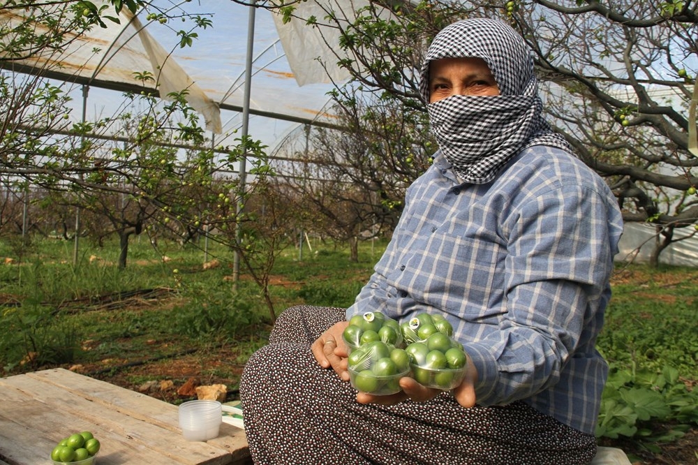 Mersin'de İlk erik hasadı: Kilosu 500 lira galerisi resim 10