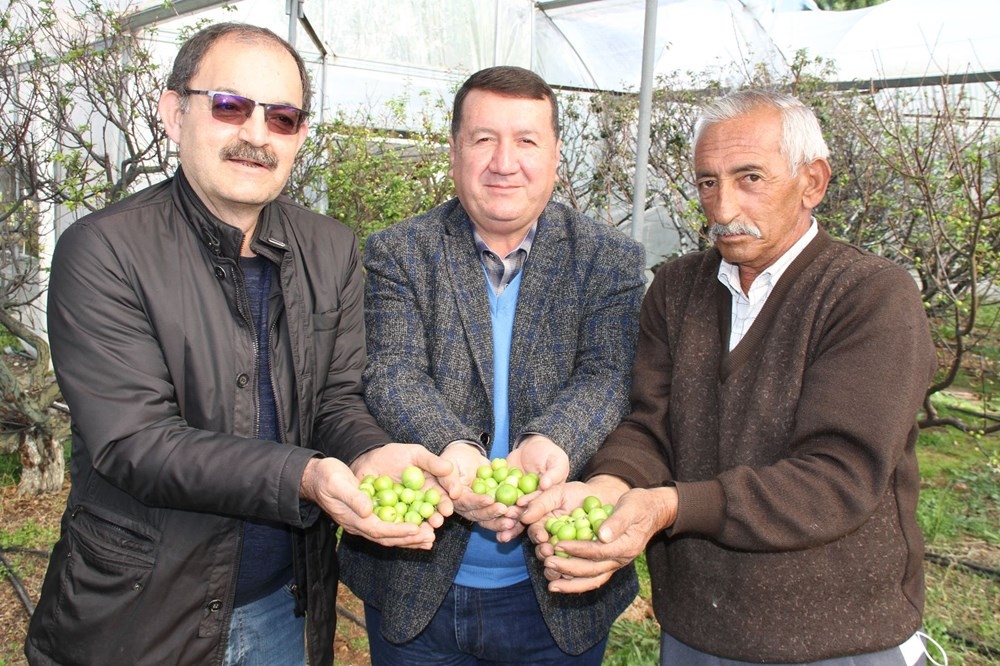 Mersin'de İlk erik hasadı: Kilosu 500 lira galerisi resim 11