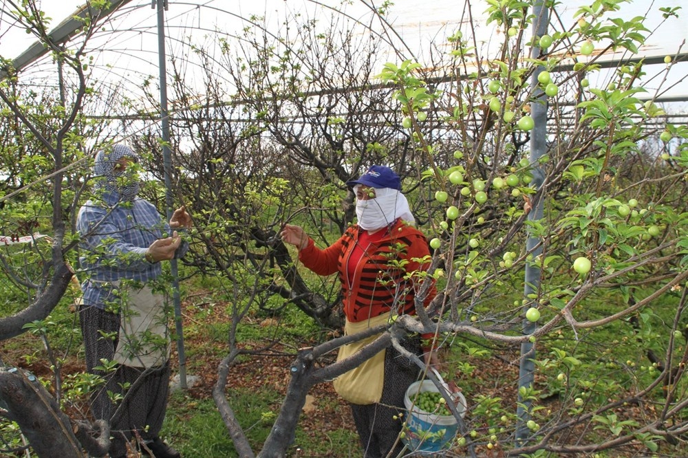 Mersin'de İlk erik hasadı: Kilosu 500 lira galerisi resim 12