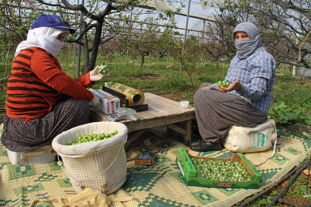 Mersin'de İlk erik hasadı: Kilosu 500 lira galerisi resim 13
