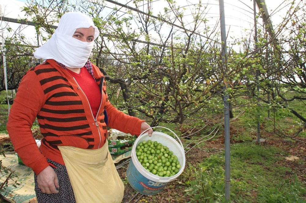 Mersin'de İlk erik hasadı: Kilosu 500 lira galerisi resim 14
