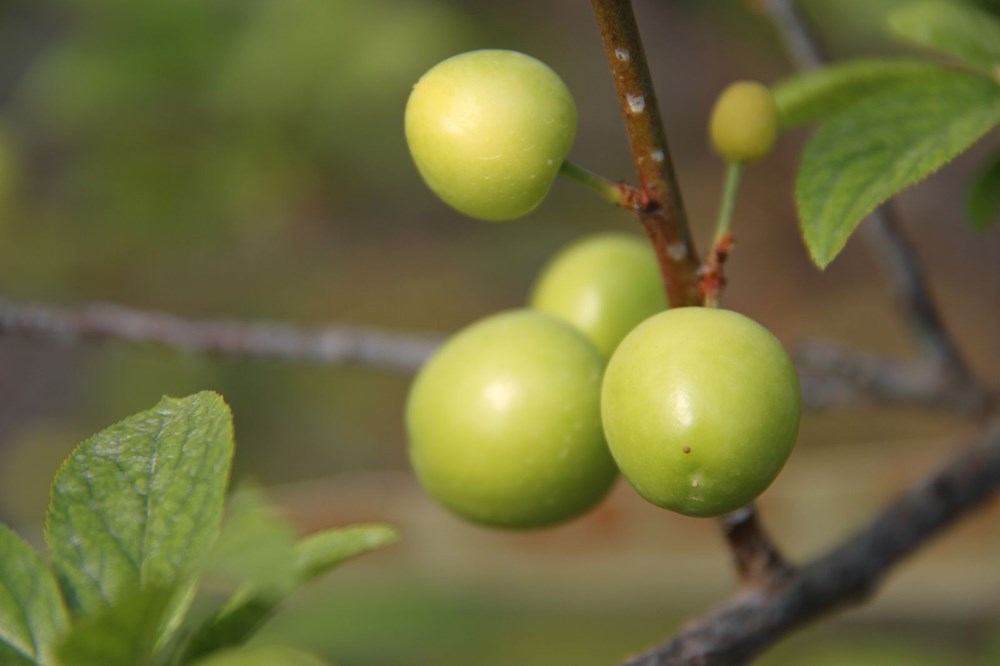 Mersin'de İlk erik hasadı: Kilosu 500 lira galerisi resim 2