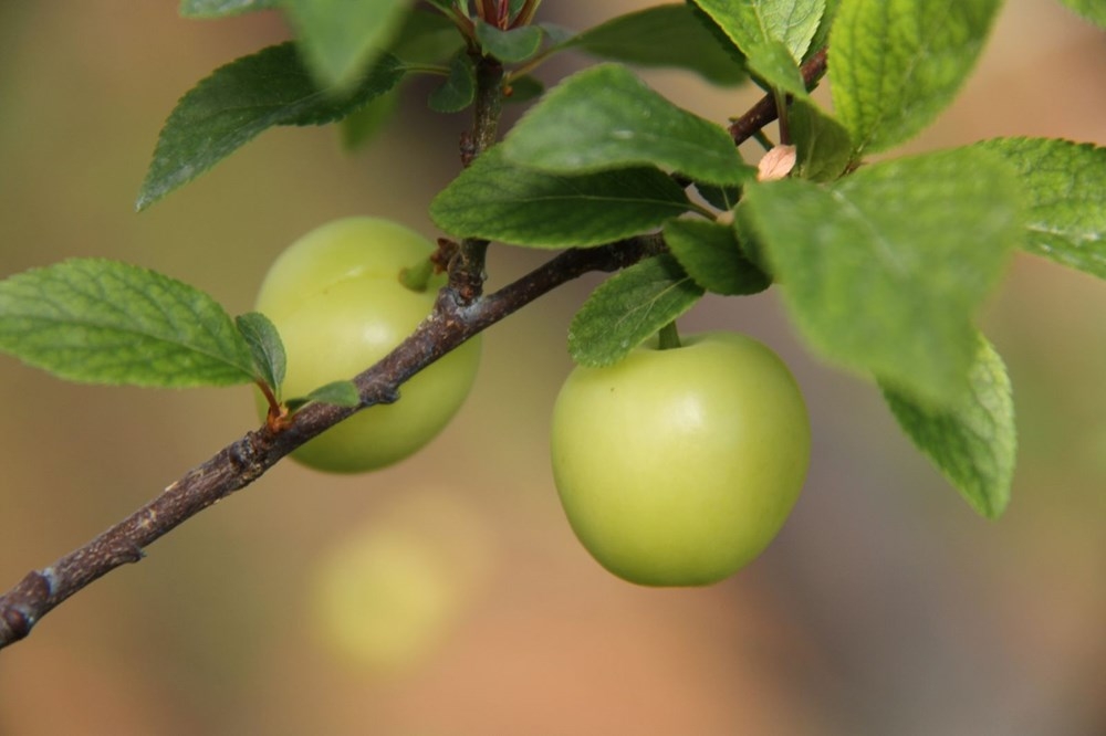 Mersin'de İlk erik hasadı: Kilosu 500 lira galerisi resim 3