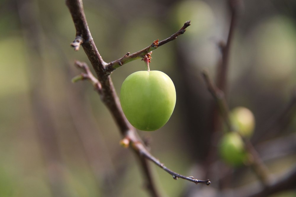 Mersin'de İlk erik hasadı: Kilosu 500 lira galerisi resim 4