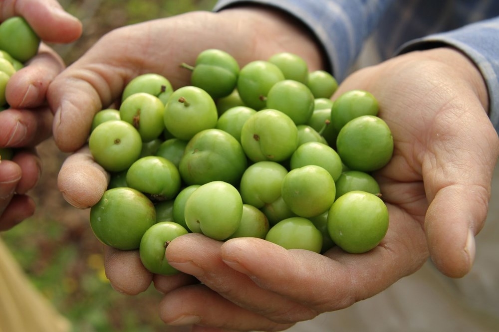 Mersin'de İlk erik hasadı: Kilosu 500 lira galerisi resim 5