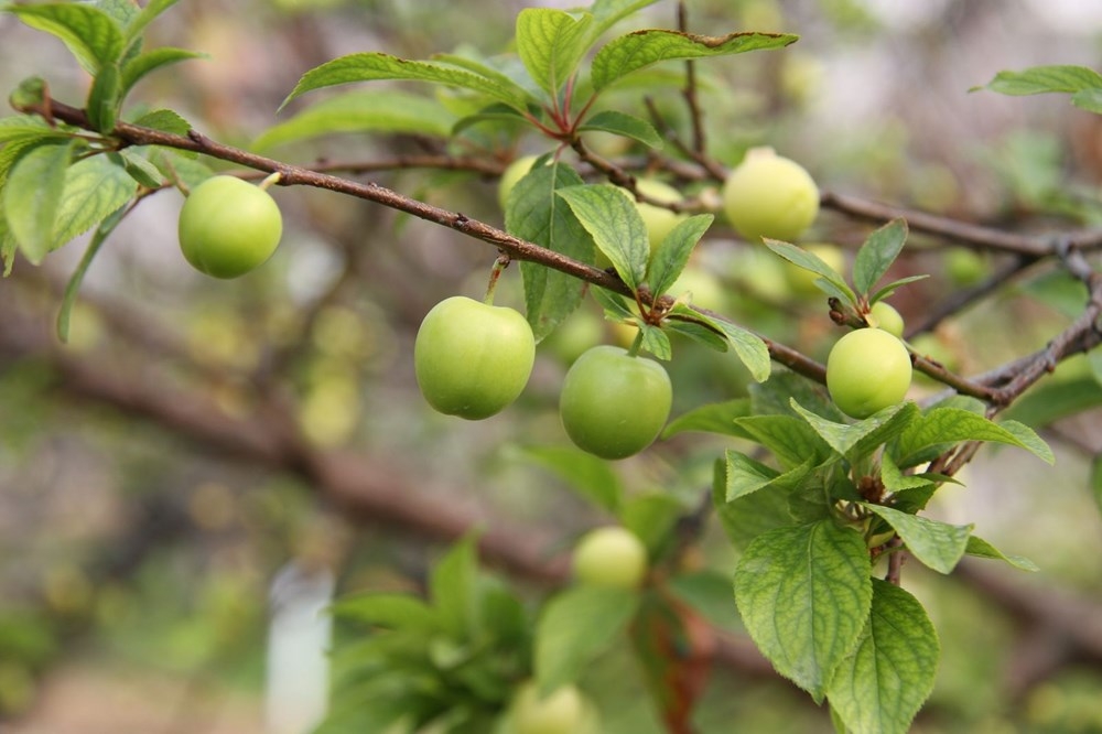 Mersin'de İlk erik hasadı: Kilosu 500 lira galerisi resim 6
