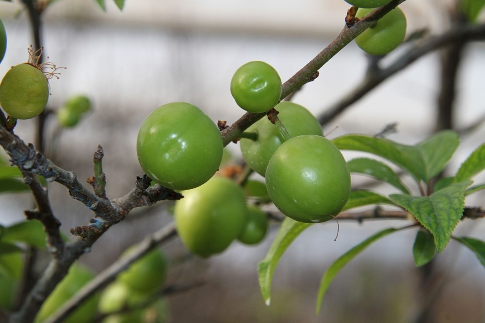 Mersin'de İlk erik hasadı: Kilosu 500 lira galerisi resim 7