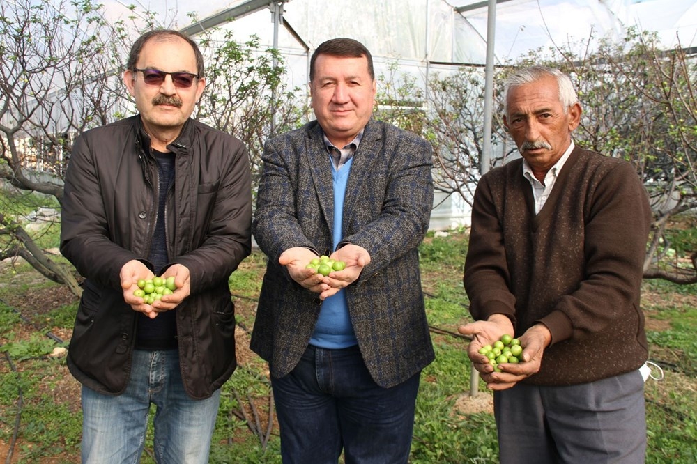 Mersin'de İlk erik hasadı: Kilosu 500 lira galerisi resim 9