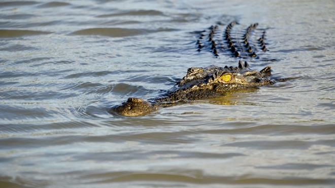 Dev timsah çocuğu yuttu! Cansız bedeni, hayvanın içinden çıkarıldı galerisi resim 2