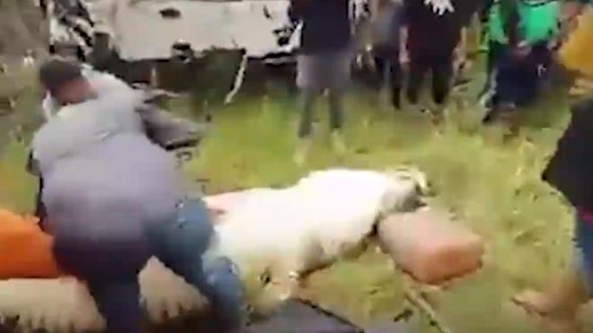 Dev timsah çocuğu yuttu! Cansız bedeni, hayvanın içinden çıkarıldı galerisi resim 3