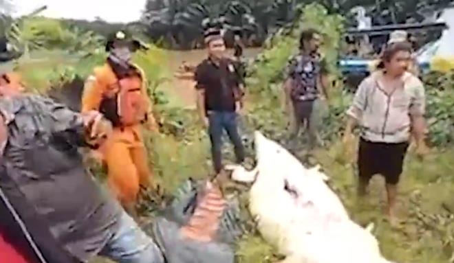 Dev timsah çocuğu yuttu! Cansız bedeni, hayvanın içinden çıkarıldı galerisi resim 8