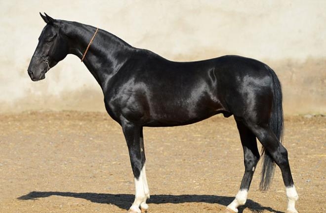 3 bin yıl önce evcilleştirilmiş dünyanın en güzel Türkmen Atı: Ahal Teke galerisi resim 9