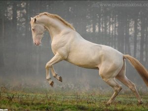 3 bin yıl önce evcilleştirilmiş dünyanın en güzel Türkmen Atı: Ahal Teke