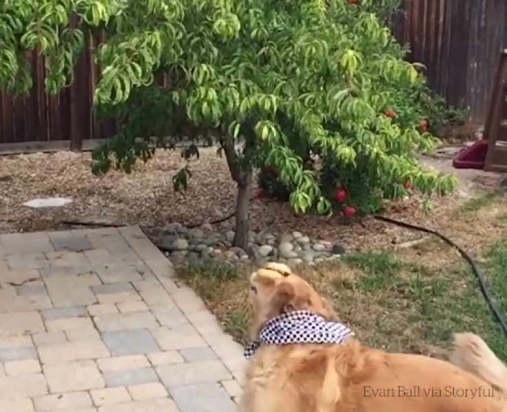 Atılan hiçbir yiyeceği yakalayamayan istikrarlı köpek galerisi resim 1