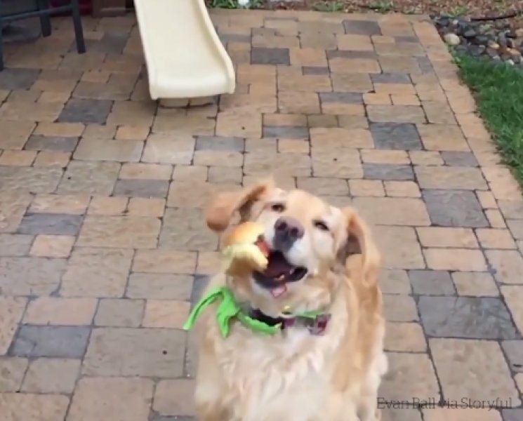 Atılan hiçbir yiyeceği yakalayamayan istikrarlı köpek galerisi resim 10