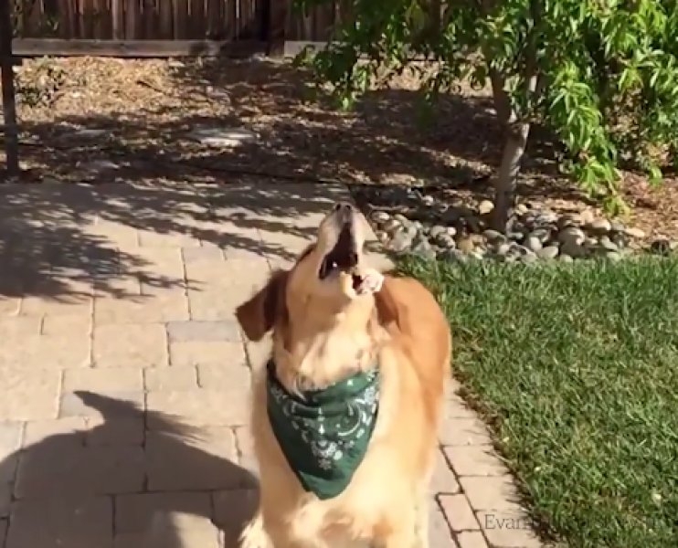 Atılan hiçbir yiyeceği yakalayamayan istikrarlı köpek galerisi resim 2