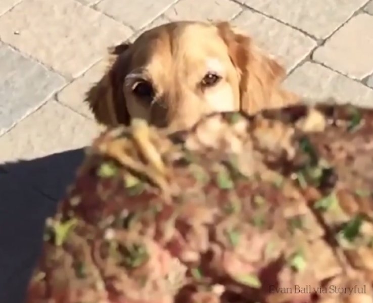 Atılan hiçbir yiyeceği yakalayamayan istikrarlı köpek galerisi resim 3