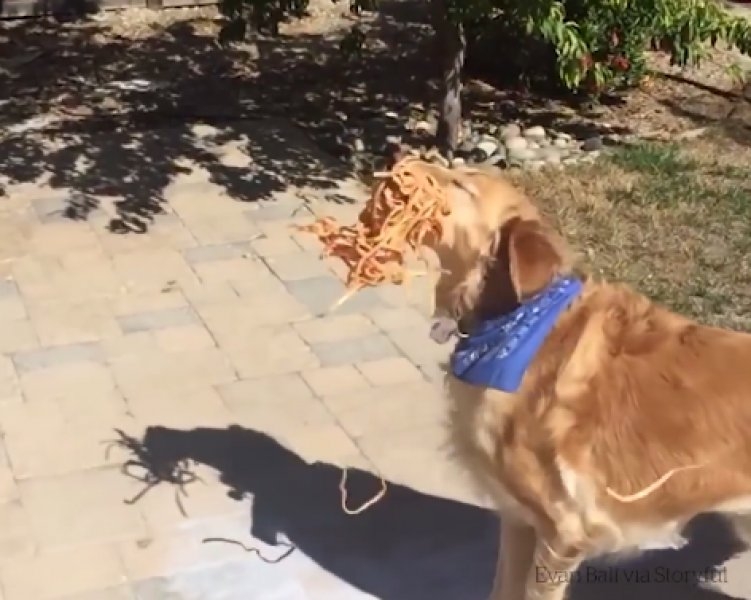 Atılan hiçbir yiyeceği yakalayamayan istikrarlı köpek galerisi resim 4