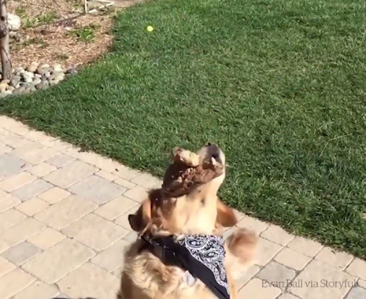 Atılan hiçbir yiyeceği yakalayamayan istikrarlı köpek galerisi resim 5