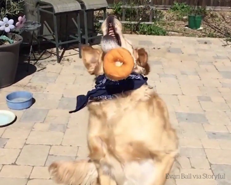 Atılan hiçbir yiyeceği yakalayamayan istikrarlı köpek galerisi resim 6