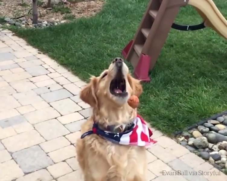 Atılan hiçbir yiyeceği yakalayamayan istikrarlı köpek galerisi resim 7