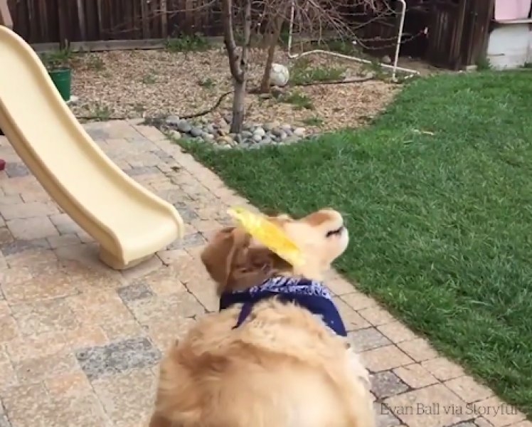 Atılan hiçbir yiyeceği yakalayamayan istikrarlı köpek galerisi resim 8