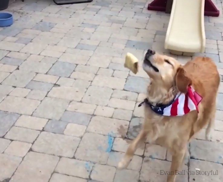 Atılan hiçbir yiyeceği yakalayamayan istikrarlı köpek galerisi resim 9