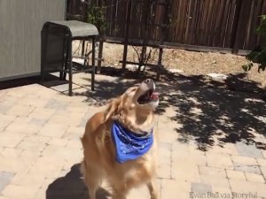 Atılan hiçbir yiyeceği yakalayamayan istikrarlı köpek