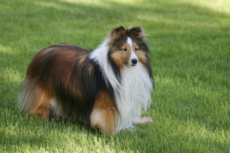 En zeki köpek cinsleri galerisi resim 4