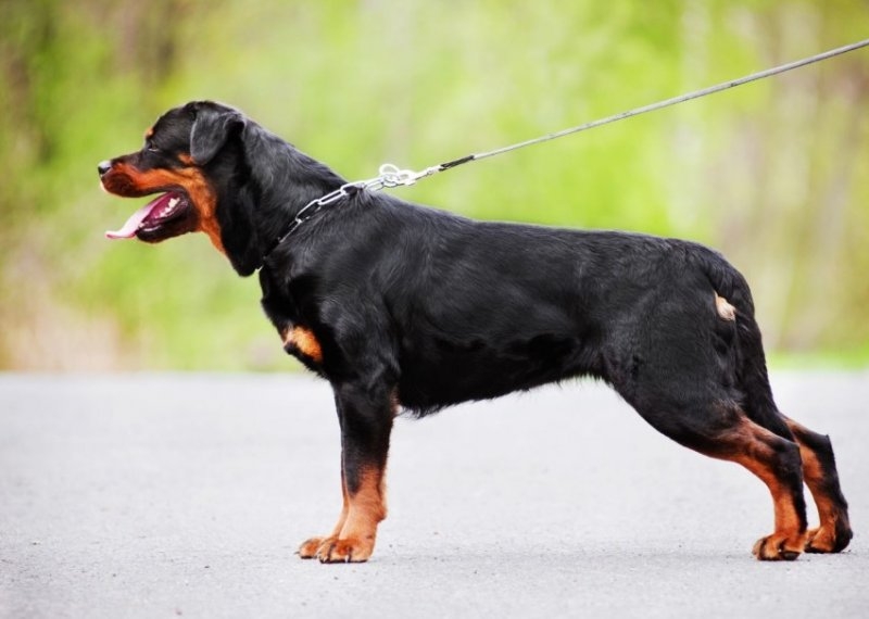 En zeki köpek cinsleri galerisi resim 7