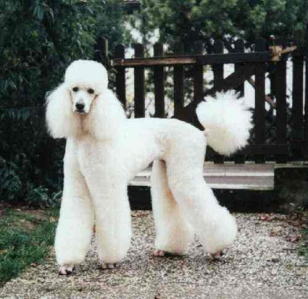 En zeki köpek cinsleri galerisi resim 8