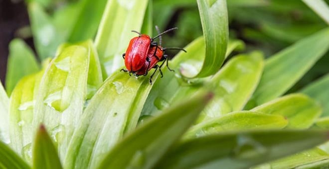 Şeytanın Bile Aklına Gelmeyen Şeyi Bilim Adamları Yaptı galerisi resim 1