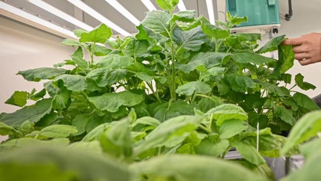 Şeytanın Bile Aklına Gelmeyen Şeyi Bilim Adamları Yaptı galerisi resim 4