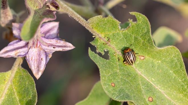 Şeytanın Bile Aklına Gelmeyen Şeyi Bilim Adamları Yaptı galerisi resim 5
