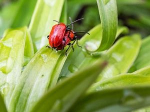 Şeytanın Bile Aklına Gelmeyen Şeyi Bilim Adamları Yaptı